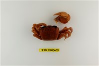 藏品(平掌沙蟹)的圖片